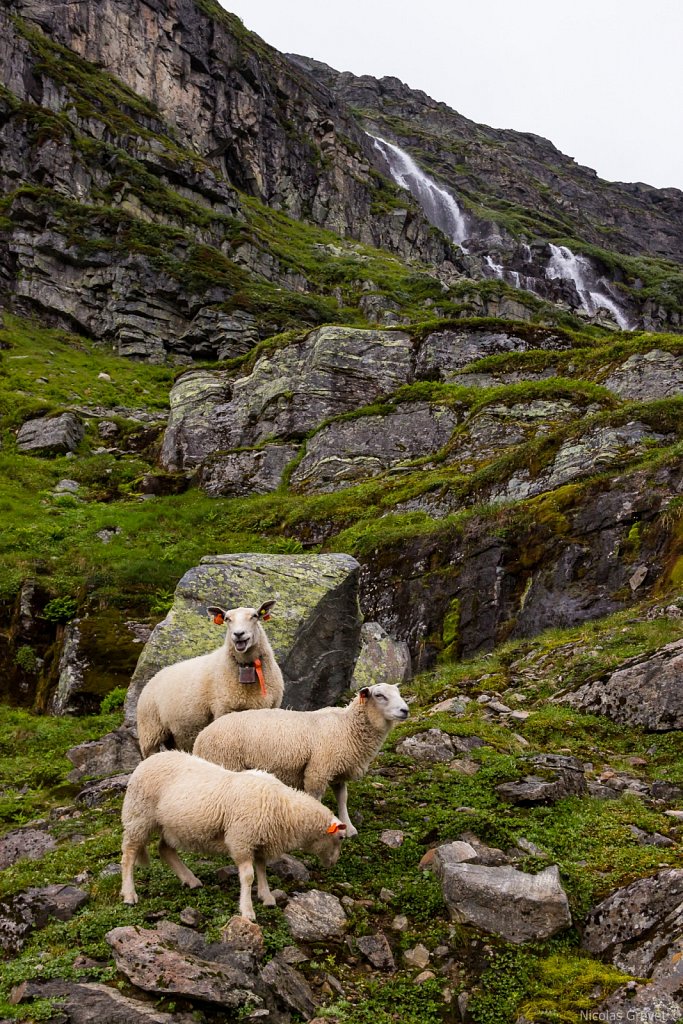 Røldalsfjellet sheeps