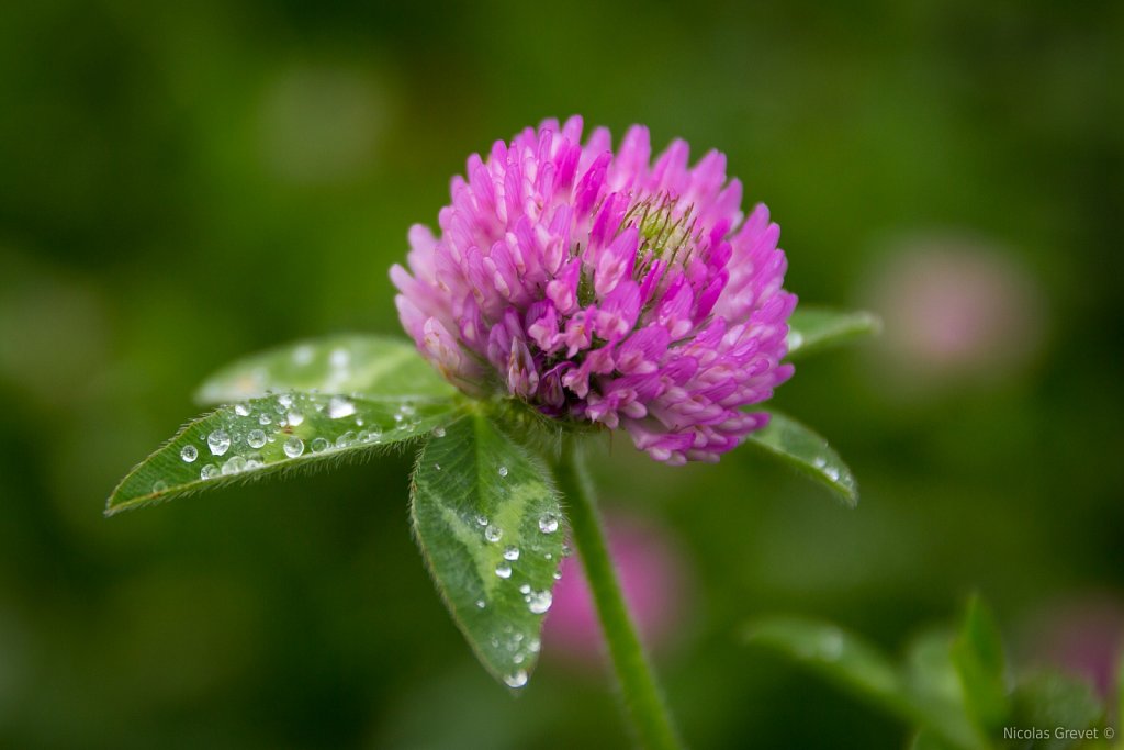 Thistle Flower