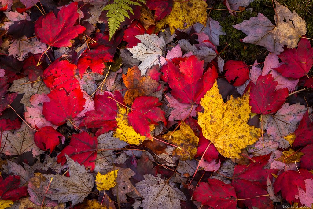 Autumn Ground