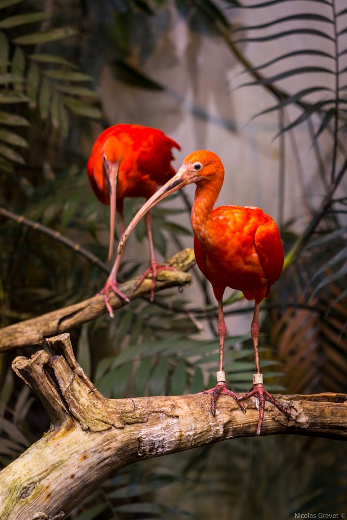 Scarlet ibis