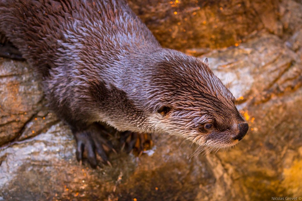 River otter