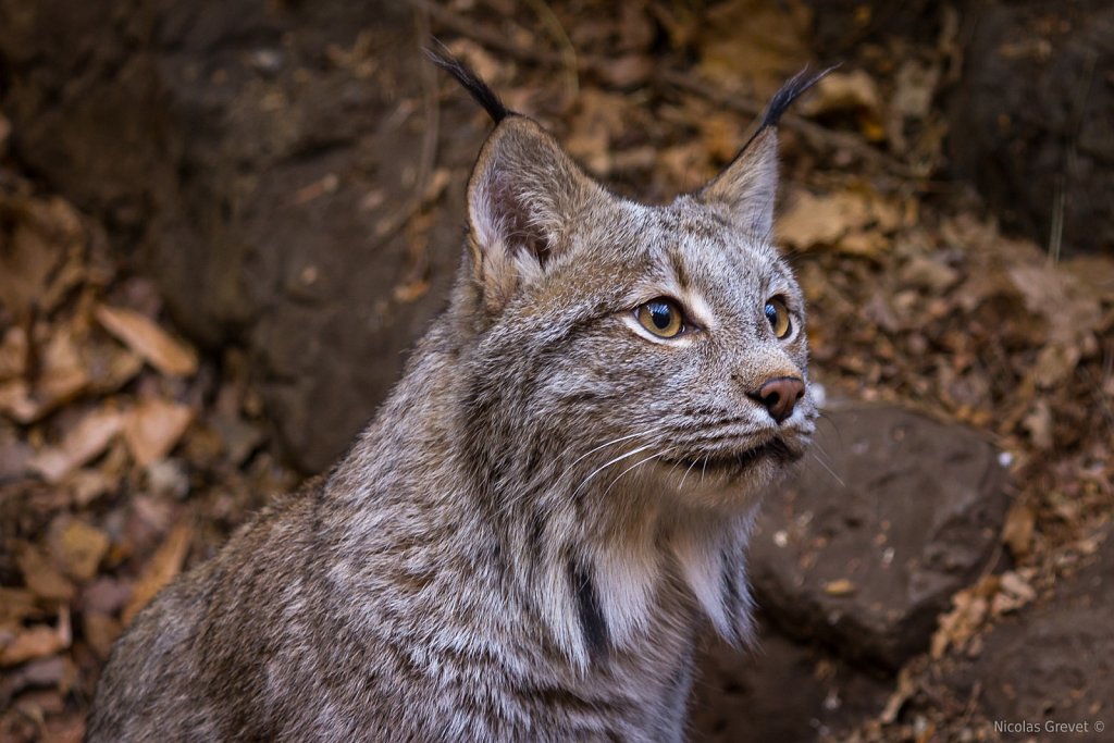 Canada lynx