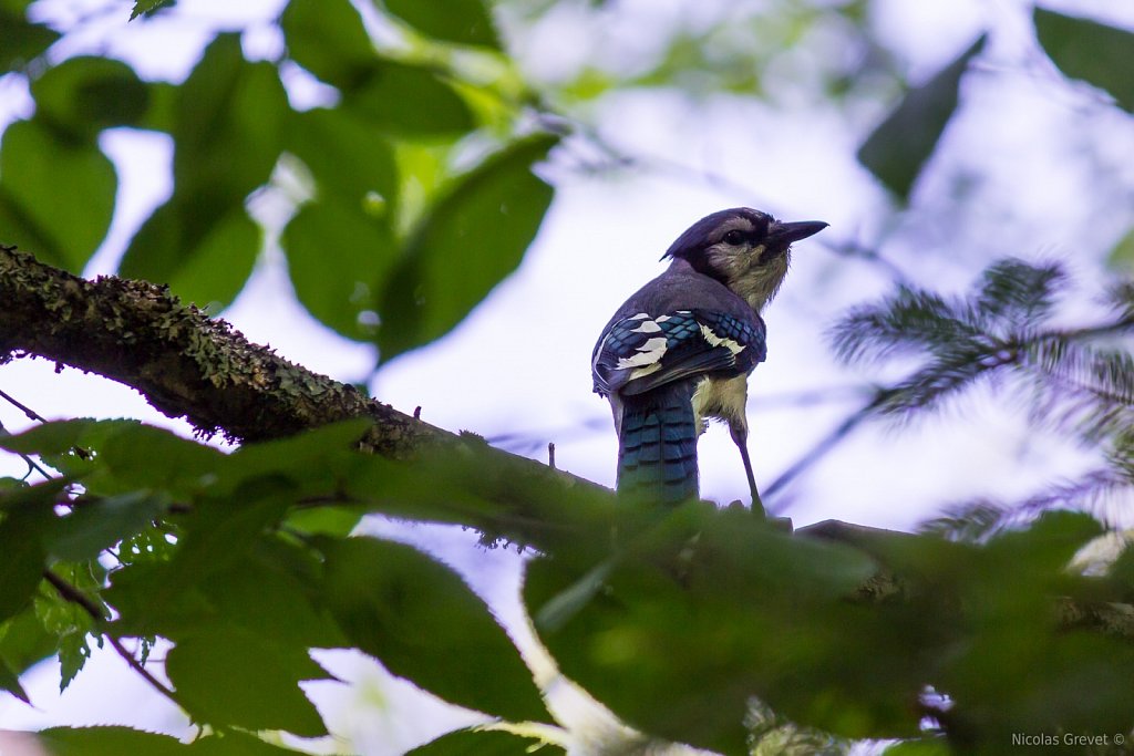 Blue Jay