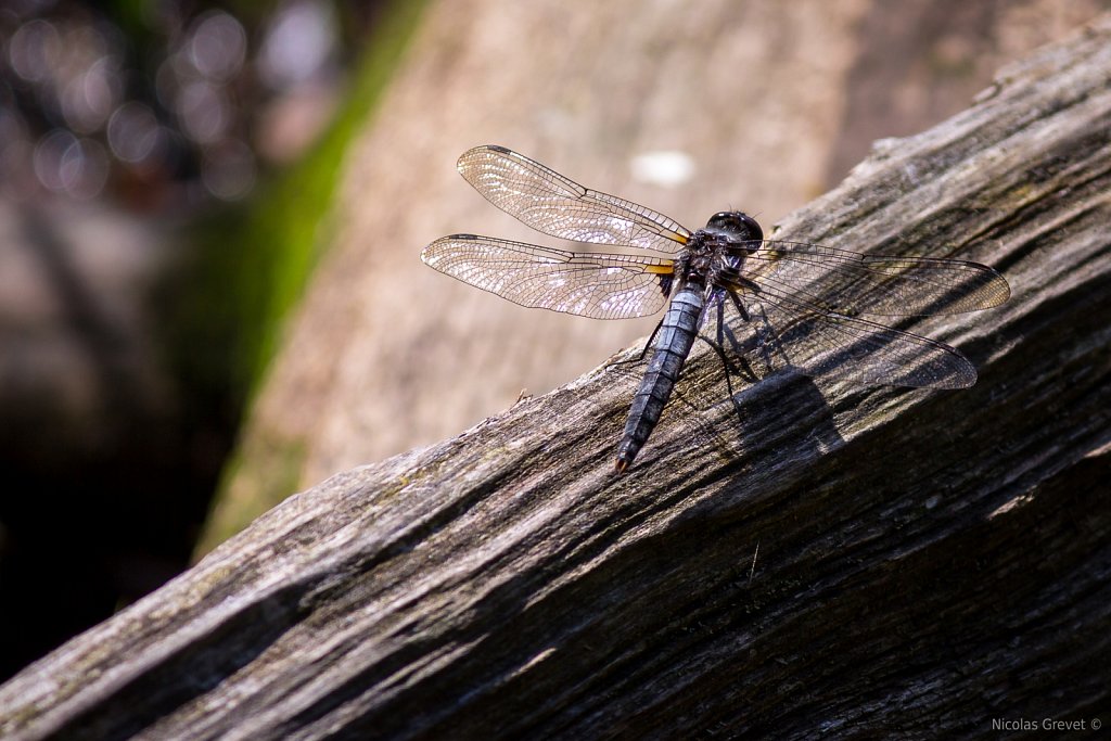 Dragonfly