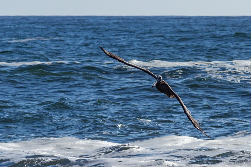 In Flight