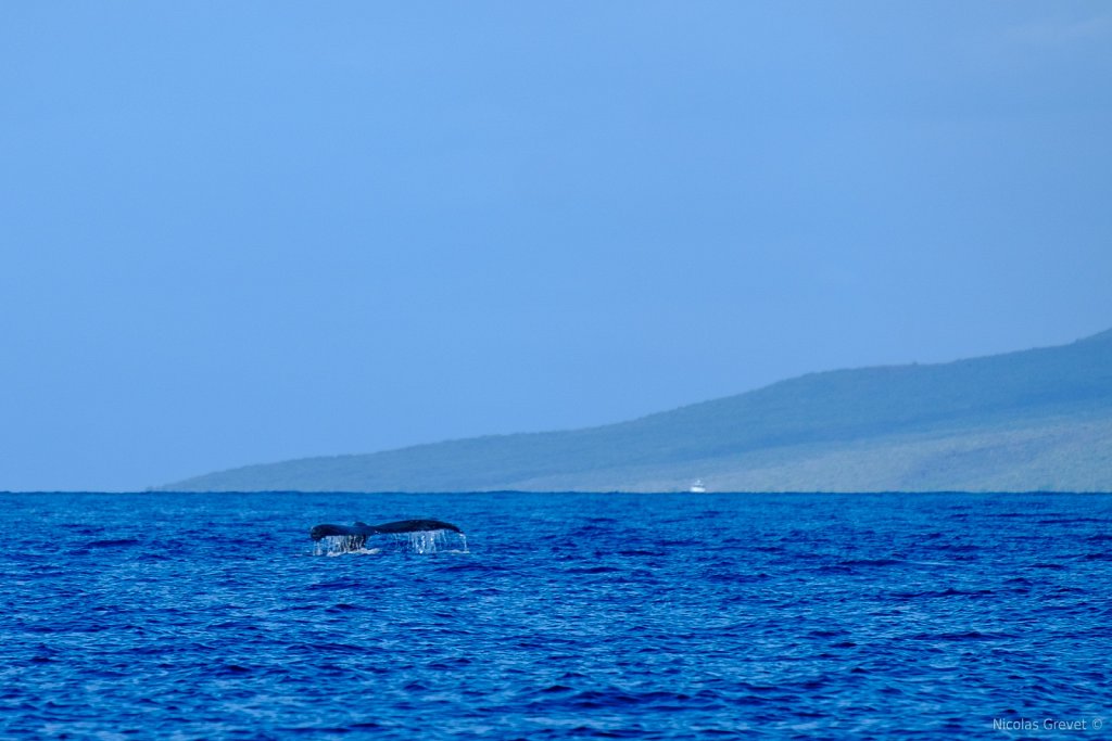 Lānaʻi Whale