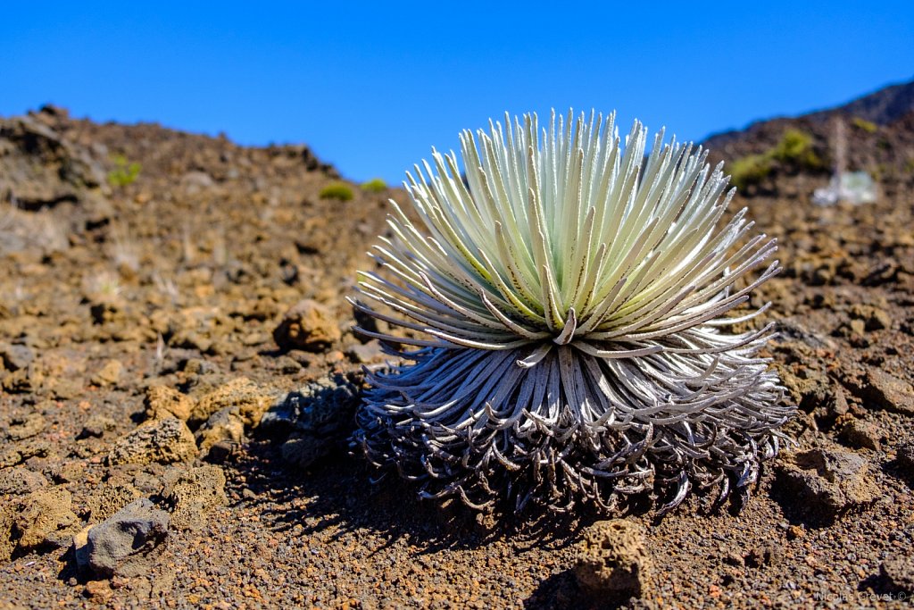 ʻāhinahina