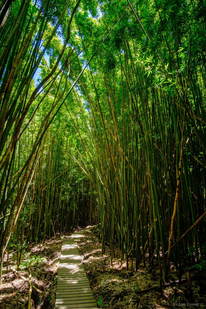 Bamboo