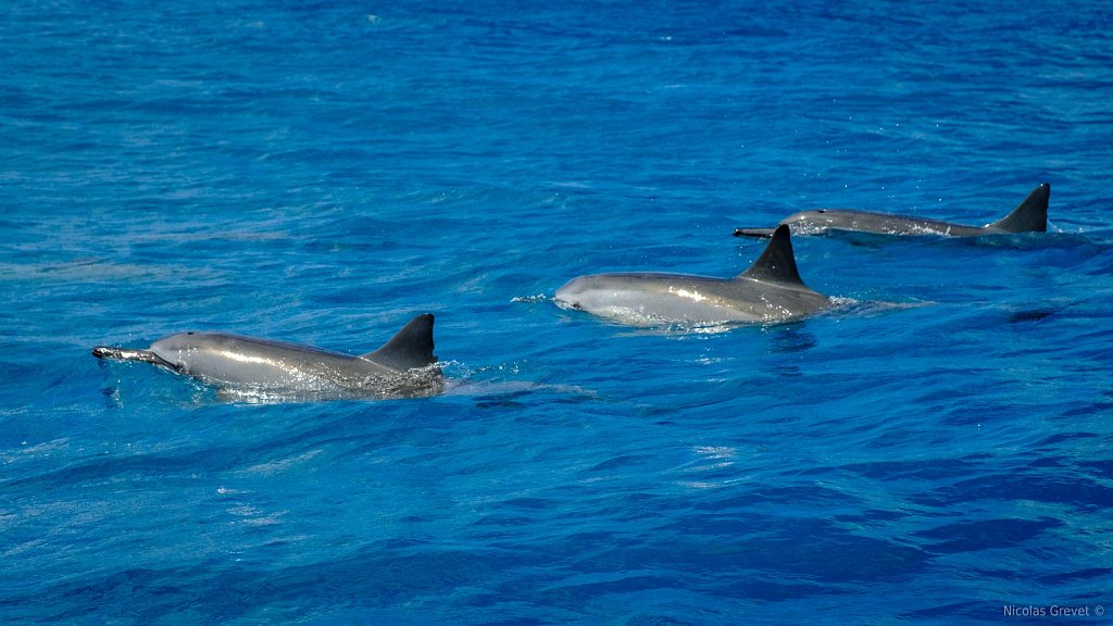 Spinner Dolphin